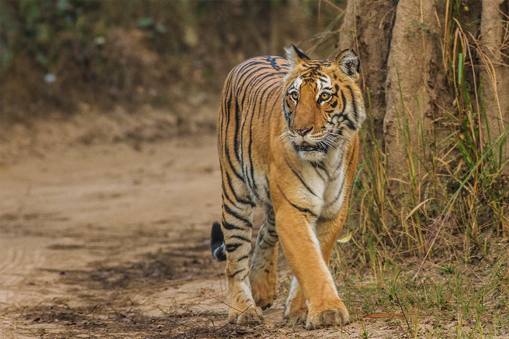 Jim Corbett National Park is the sole national park in India that offers night stay inside its Jungle. Dhikala forest lodge is a historic structure