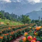 top 10 places to visit in ranikhet