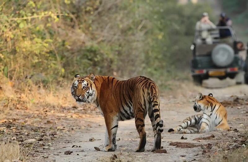 Jim Corbett Safari Package